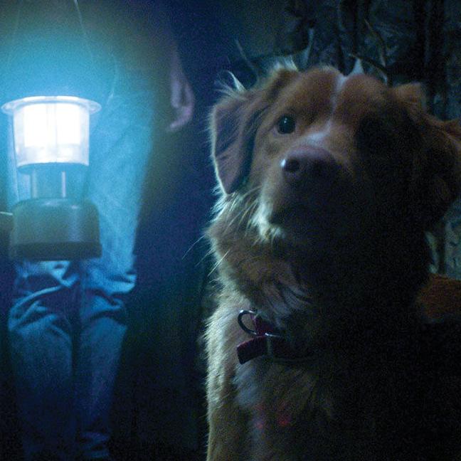 ‘Good Boy’ Shows How Far a Dog’s Love Will Go